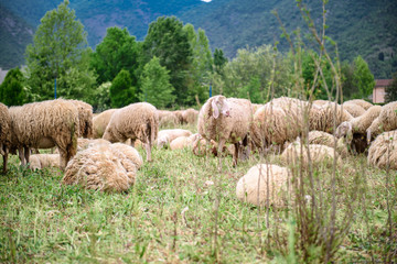 Fototapeta premium Sheep and goats