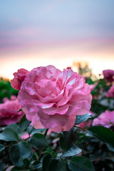 Close-up on a rose and a rosebush with a sunset in the background