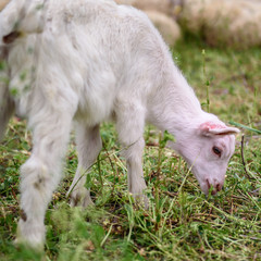 Lamb