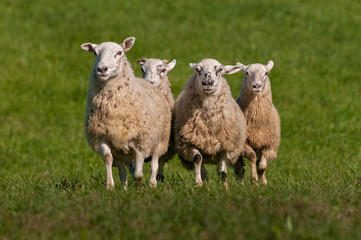 Quartet of Sheep (Ovis aries) Run Up Over Hill Autumn