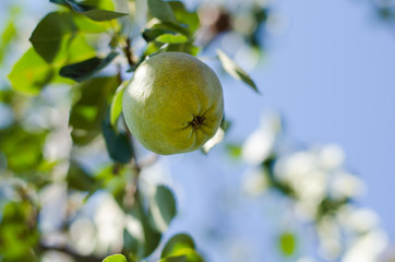 ripe juicy pear on a tree branch with leaves in the garden