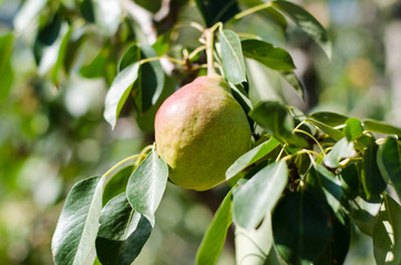 ripe juicy pear on a tree branch with leaves in the garden