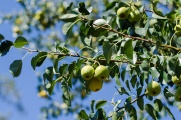 ripe juicy pear on a tree branch with leaves in the garden