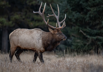 Naklejka na ściany i meble Bull elk in Jasper Canada 