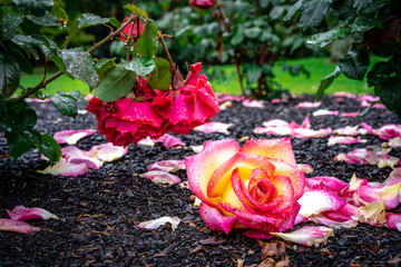 Fototapete bei efototapeten.de bestellen   