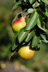ripe juicy pear on a tree branch with leaves in the garden