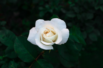 Very close up view of a white rose with detail of the petal