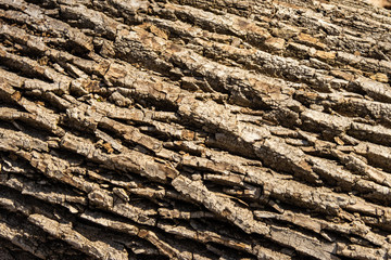 Tree bark highlighted by the spring sun as background for other graphics.