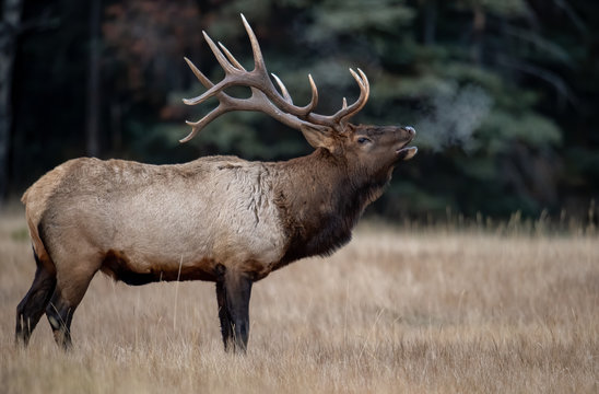 Bull elk in Jasper Canada 