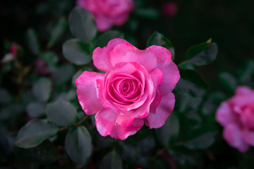Very close up view of a pink rose with detail of the petals