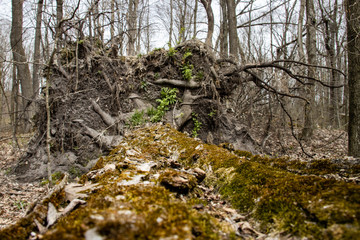 Fototapeta premium Moss grows on the bark of a fallen tree while plants continue to grow in the dirt of the uprooted stump in Wisconsin.