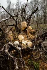 Uprooted tree roots and rocks along a trail in Kettle Moraine State Forest, Wisconson.