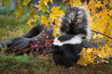 Naklejka premium Striped Skunk (Mephitis mephitis) Tail Raised Stands Near Log Autumn
