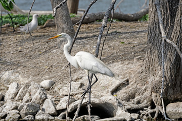 Great Egret Perching on a Tree Branch