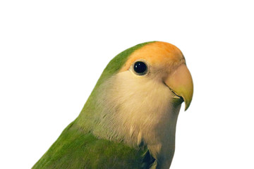 lovebird close up on white background