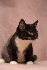 black and white little kitten on a beige background