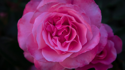 Very close up view of a pink rose with detail of the petals