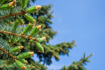 Pine branches close up shot