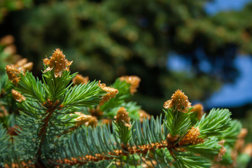 Pine branches close up shot