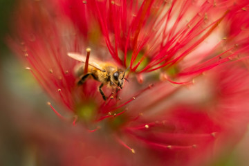 Honey bee gathering nectar and pollen from the red Pohutukawa flowers. The Pohutukawa tree which is...