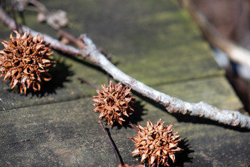 Sweet gum balls and tree branch in natural arrangement