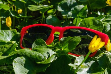 grass sunglasses summer sun green. travel.