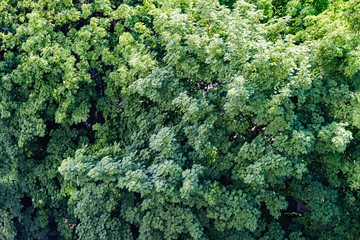 Naklejka premium Forest seamless pattern - view from above.