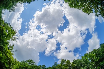 forest sky wide angle tree, green.