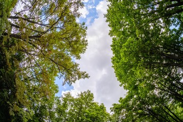 forest sky wide angle tree, outdoor.