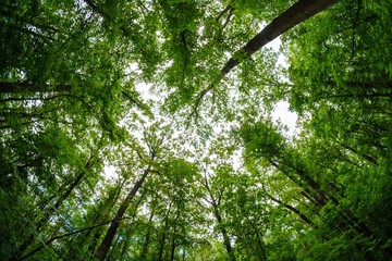 forest sky wide angle tree, wood.