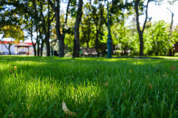 Fresh spring green grass and sun