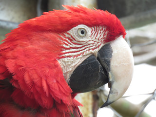 The scarlet macaw is a large brilliantly colored red, yellow, and blue Central and South American parrot. With wide strong wings and hollow bones.