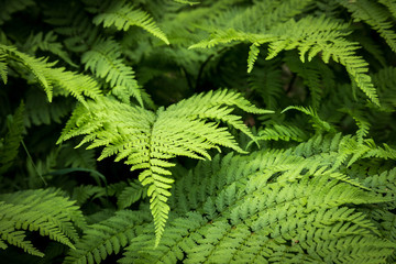 green fern in the forest