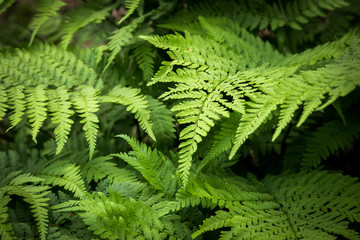 green fern in the forest