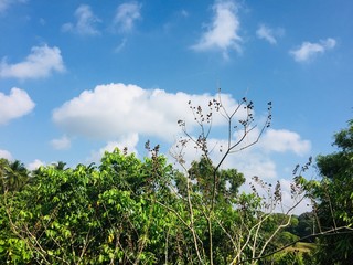 sky and tree
