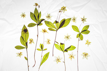 Creative herbarium layout of pressed and dried Anemone flower and leaves on white background. The...