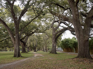Foot path surrounded by oak trees at Audubon Park, New Orleans, Louisiana, USA.