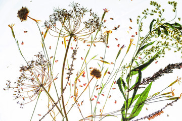 Creative herbarium layout of pressed and dried wild flowers and leaves on white background. The...