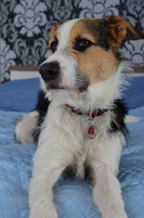 Keck blickender Hund schwarz-weiß-beige auf dem Bett
