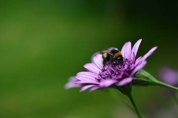 eine Hummel auf einer lila Blüte