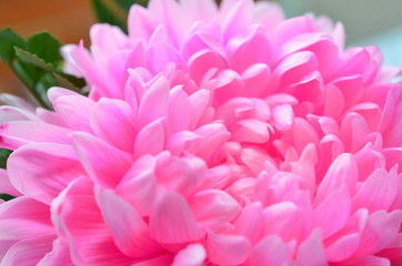 eine Chrysanthemenblüte in rosa