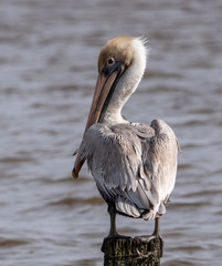 Louisiana State Bird