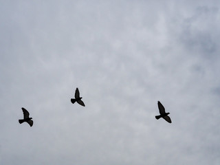 Silhouette of three pigeons in flight in an overcast sky.