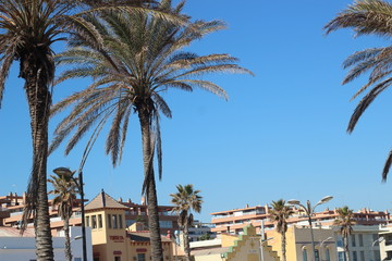 palm trees against the blue sky with houses