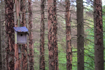 Borkenkäfer im Fichtenwald 