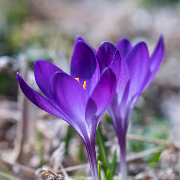 Close-up, side view of vibrant purple Crocus perennial Flowers in early spring with soft focus garden in background.
