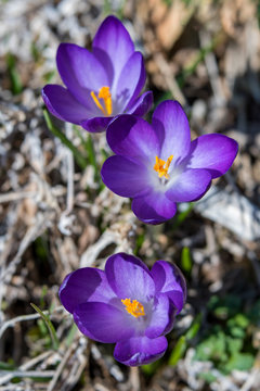 Looking down onto a cluster of Vibrant Purple Crocus perennials Flowers in Early Spring.