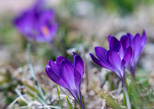 Close-up of Early Spring Purple Crocus perennial Flowers with soft focus abstract flowers in background.