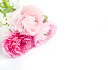 Beautiful bouquet of ranunculus flowers of pink color on a white background. Flowers and buds. Copy space for text