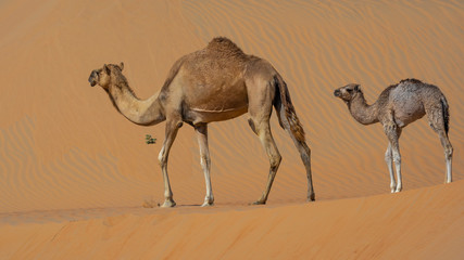 picture of desert with camel and cactus In Liwa , abu dhabi , united arab emirates 